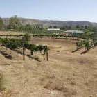 Business 1 image RAMONA VINTNERS CELLARS Wineries in Ramona CA