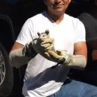 Business 1 image RAPID RODENT REMOVAL Pest Control Service in San Jose CA