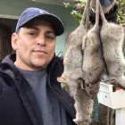 Business 3 image RAPID RODENT REMOVAL Pest Control Service in San Jose CA