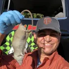 Business 13 image RAPID RODENT REMOVAL Pest Control Service in San Jose CA