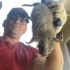 Business 15 image RAPID RODENT REMOVAL Pest Control Service in San Jose CA