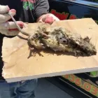 Business 16 image RAPID RODENT REMOVAL Pest Control Service in San Jose CA