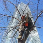 Business 1 image RED ARBOR TREE CARE Aborist in Oklahoma City OK