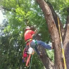 Business 2 image RED ARBOR TREE CARE Aborist in Oklahoma City OK