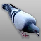 Business 5 image RED ROCK PEST CONTROL Pest Control in Las Vegas NV