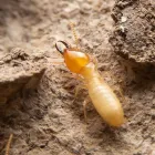 Business 5 image RED ROCK PEST CONTROL Termites in Las Vegas NV
