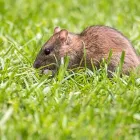 Business 6 image RED ROCK PEST CONTROL Termites in Las Vegas NV