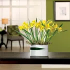 Business 8 image REED'S FLOWER SHOP Florists in Indianapolis IN