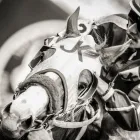 Business 2 image REMINGTON PARK Racetrack in Oklahoma City OK