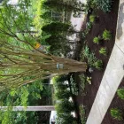 Business 3 image REMY LANDSCAPING LLC Pets & Animals in Gaithersburg MD