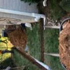 Business 21 image REMY LANDSCAPING LLC Pets & Animals in Gaithersburg MD