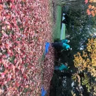 Business 29 image REMY LANDSCAPING LLC Pets & Animals in Gaithersburg MD