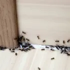 Business 2 image REPUBLIC PEST CONTROL HOUSTON in Houston TX
