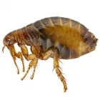 Business 1 image REST EASY HEAT Bed Bug Heat Treatments in Seaside Heights NJ