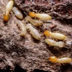 Business 4 image REST EASY HEAT Bed Bug Heat Treatments in Seaside Heights NJ