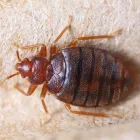 Business 5 image REST EASY HEAT Bed Bug Heat Treatments in Seaside Heights NJ