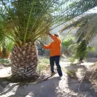 Business 1 image RIAN'S TREE SERVICE, LLC in Indianapolis IN