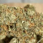 Business 8 image RICCH HIPPEE WELLNESS Cannabis prerolls in Oklahoma City OK