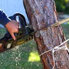 Business 5 image RICHARDSON TREE SERVICE in Richardson TX