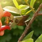 Business 6 image RICHARDSON TREE SERVICE in Richardson TX