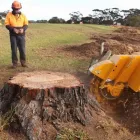 Business 7 image RICHARDSON TREE SERVICE in Richardson TX