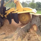 Business 8 image RICHARDSON TREE SERVICE in Richardson TX