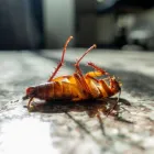 Business 3 image RICHMOND PEST CONTROL SOLUTIONS in Richmond VA