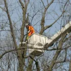 Business 1 image RICHMOND TREE SERVICE COMPANY in Mechanicsville VA