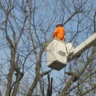 Business 2 image RICHMOND TREE SERVICE COMPANY in Mechanicsville VA