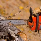 Business 4 image RICHMOND TREE SERVICE COMPANY in Mechanicsville VA