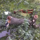 Business 5 image RICHMOND TREE SERVICE COMPANY in Mechanicsville VA