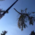 Business 6 image RICHMOND TREE SERVICE COMPANY in Mechanicsville VA