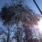 Business 7 image RICHMOND TREE SERVICE COMPANY in Mechanicsville VA