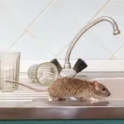Business 1 image RIVER CITY TERMITE REMOVAL EXPERTS in Richmond VA