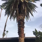 Business 5 image ROCKY'S TREE SERVICE Tree Trimming Service in Las Vegas NV