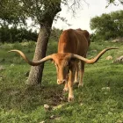 Business 1 image ROCKY TOP RANCH Land Subdividers & Developers in Georgetown TX