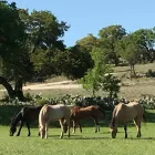 Business 3 image ROCKY TOP RANCH Land Subdividers & Developers in Georgetown TX