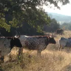 Business 5 image ROCKY TOP RANCH Land Subdividers & Developers in Georgetown TX