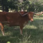 Business 12 image ROCKY TOP RANCH Land Subdividers & Developers in Georgetown TX