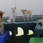Business 1 image RUFF HOUSE PET RESORT Webcamera in Riverside CA