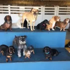 Business 3 image RUFF HOUSE PET RESORT Webcamera in Riverside CA