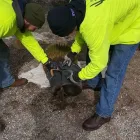 Business 9 image SAGUARO DESERT LANDSCAPING LLC in Tucson AZ