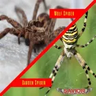 Business 1 image SAVIOR TERMITE & PEST CONTROL Pest Control in Bedford TX