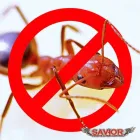 Business 4 image SAVIOR TERMITE & PEST CONTROL Pest Control in Bedford TX