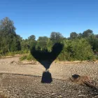 Business 3 image SEATTLE BALLOONING Outdoor Sports & Activities in Burien WA