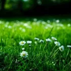 Business 1 image SENIOR PARTNER LANDSCAPING SERVICES Landscape Contractors in Bogart GA