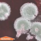 Business 24 image SERVPRO OF HOLLYWOOD/HALLANDALE/AVENTURA Water Damage Restoration in Aventura FL