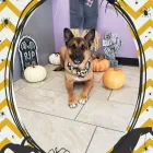 Business 1 image SHAG CHIC GROOMING in Tucson AZ