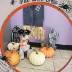 Business 2 image SHAG CHIC GROOMING in Tucson AZ