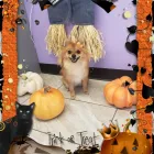 Business 3 image SHAG CHIC GROOMING in Tucson AZ